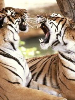 Bengal Tigers.jpg